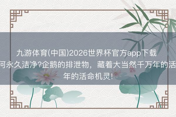九游体育(中国)2026世界杯官方app下载 南极为何永久洁净?企鹅的排泄物，藏着大当然千万年的活命机灵!